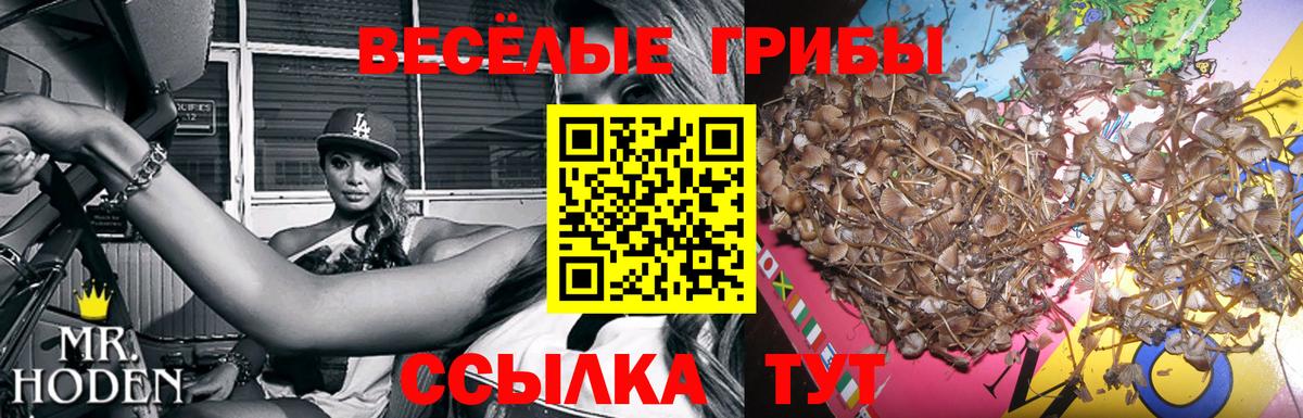 Галлюциногенные грибы Psilocybe Кулебаки